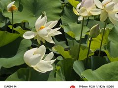 -荷塘月色湿地公园·向阳花洲