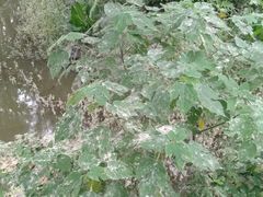 -合肥滨湖国家森林公园