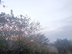 -丹樱生态园