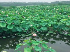 -荷塘月色湿地公园·向阳花洲