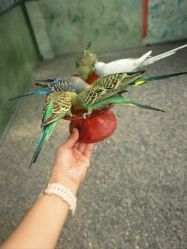 -萌宠亲子动物乐园(槐房万达店)