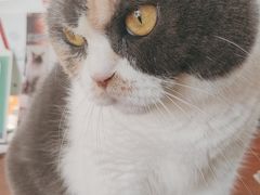 -有猫主题·治愈系猫咖(曾厝垵店)