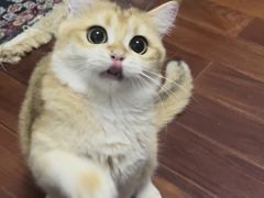 -猫十亿·布偶金渐层·曼基康矮脚猫舍(青年路店)