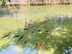 -趵突泉景区