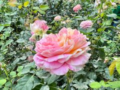 -人民公园(罗湖区)