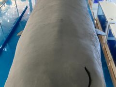 -上海海洋大学鱼文化博物馆(军工路校区)