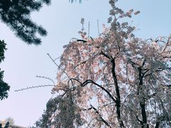 -西安青龙寺遗址景区