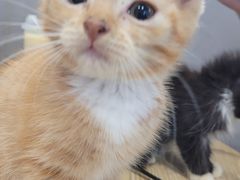 -楼上猫咖(罗湖店)