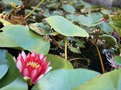 -荷塘月色湿地公园·向阳花洲