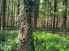 -黄海国家森林公园