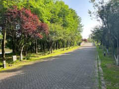 -上海海湾国家森林公园