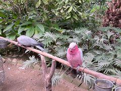 -南宫五洲植物乐园