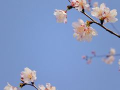 -上海辰山植物园