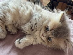 -瑞派申生动物医院·24H夜诊·国际动物医疗中心·骨外科(吴中路店)