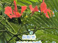 -亚龙湾热带天堂森林公园