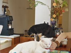 -有猫主题·治愈系猫咖(曾厝垵店)