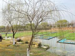 -洋湖国家湿地公园