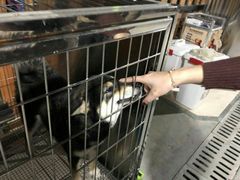 -柴犬高等学院·狗咖·柴犬售卖·宠物训练