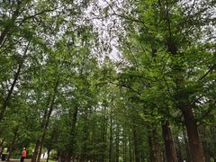 -白水寺森林公园