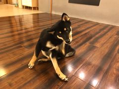 -豆柴町-柴犬主题狗咖(红鼎国际C座店)