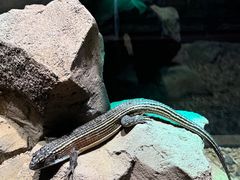 -帕帕拉兹宠物(亚洲旗舰店)