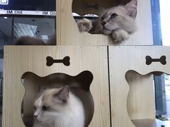 -瞄一喵猫咖(格力海岸店)