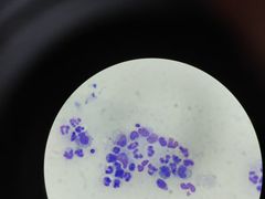 -瑞派康怡24h宠物医院·犬猫医疗中心·微创绝育(瑞景分院)