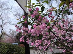-莫愁湖公园