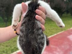 -中农大我爱我爱动物医院·核磁CT·猫病·24小时夜诊中心(石佛营店)