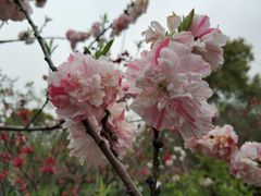 -南汇桃花村