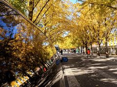 -三里屯东五街银杏大道