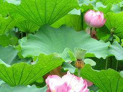 -陈家山荷花公园