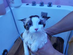 -喵百万·布偶·蓝金金渐层英短·猫舍(百子湾店)