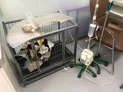 -达爱动物医院·犬猫分区·CT·复杂眼科(远洋山水分院)