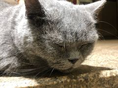 -more than meow吴止猫主题餐厅(承德 中船汇店)