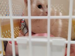 -艾吉宠物医院·疑难杂症转诊中心·猫友好(碧江路院)