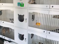 -东方名猫馆·英短金渐层布偶猫舍(环线广场1号楼店)