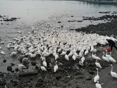-烟墩角天鹅湖