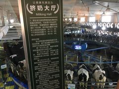 -君乐宝优致牧场