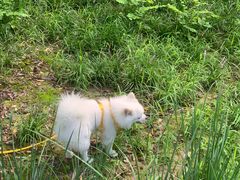 -宠福鑫康馨动物医院·骨科·眼科