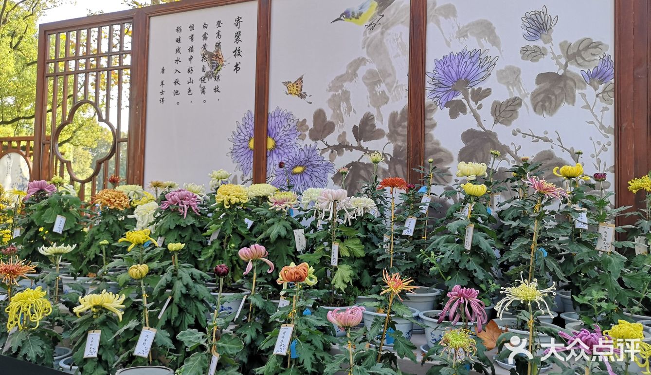 秋意未浓枫难红 千菊争艳百媚娇