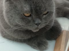 -喵园·猫主题咖啡厅·撸猫·猫咖(国贸店)