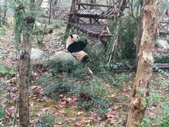 -成都大熊猫繁育研究基地