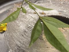 -荷风细雨·中国茶宴(碧云店)