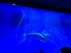 -芜湖新华联大白鲸海洋公园