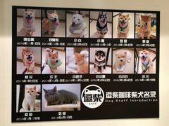 -逗柴咖啡屋·狗咖猫咖宠物桌游