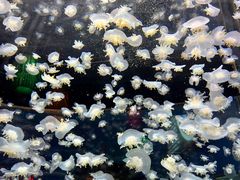 -太平洋海底世界