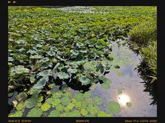 -昆山城市生态森林公园