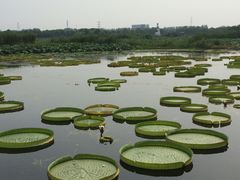 -荷塘月色湿地公园·向阳花洲