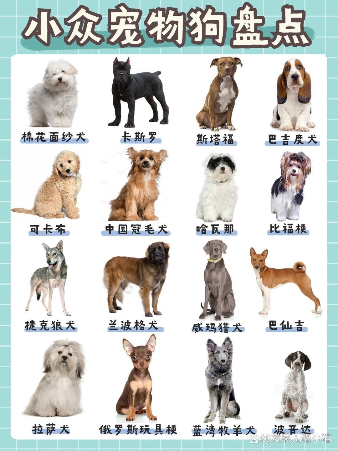 小众宠物狗🐶,你认识几种?